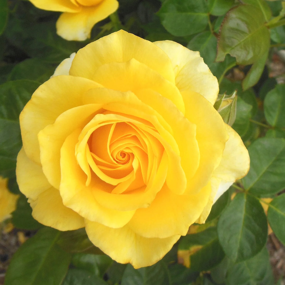 Yellow Rose Live Plant J756