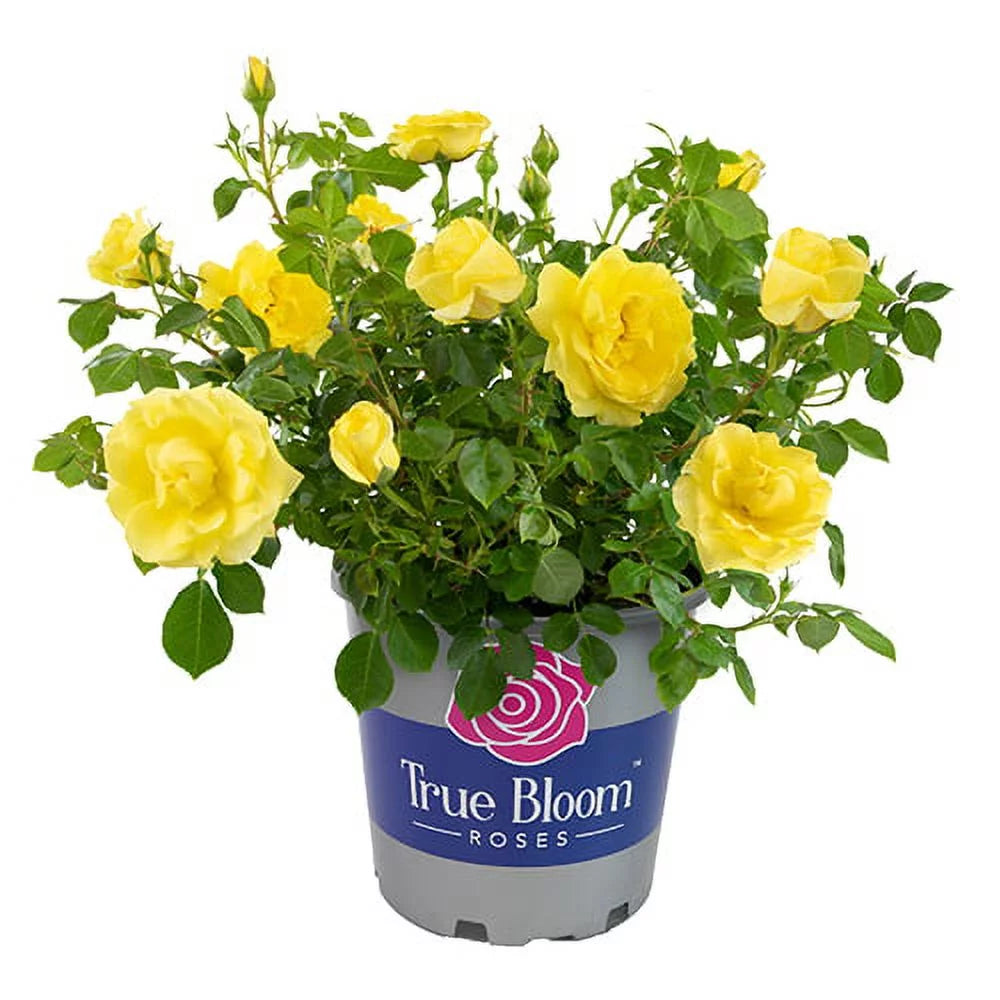 Yellow Rose Live Plant J756