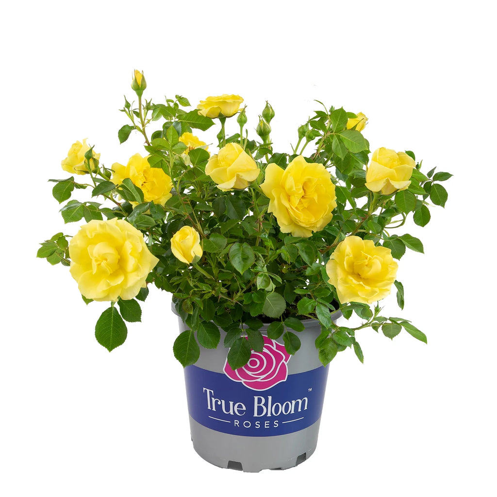 Yellow Rose Live Plant J756
