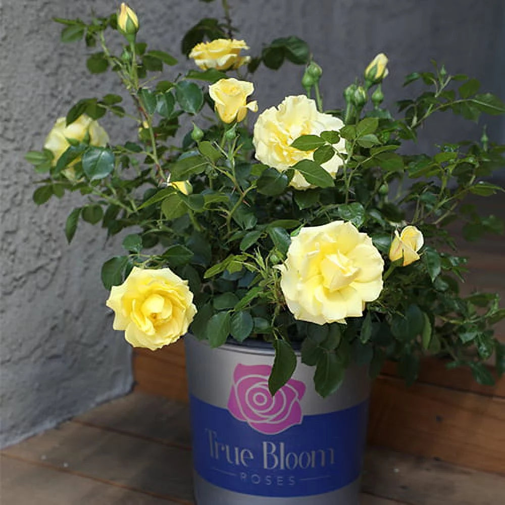Yellow Rose Live Plant J756