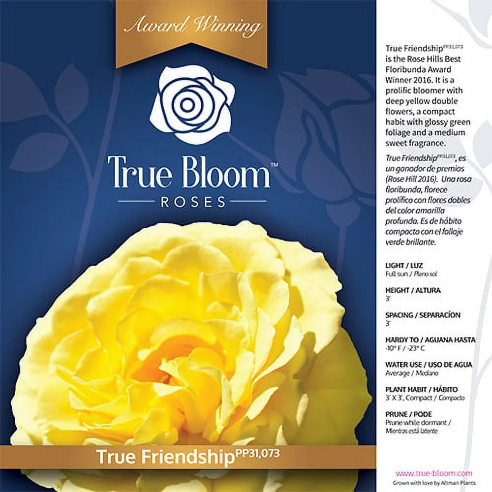 Yellow Rose Live Plant J756