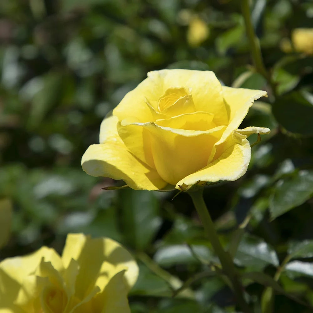 Yellow Rose Live Plant J756