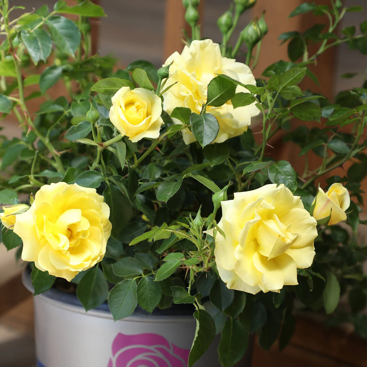 Yellow Rose Live Plant J756